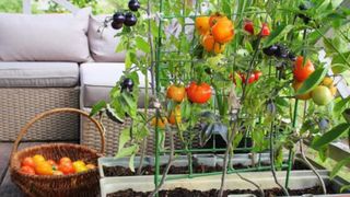 Anh quốc: Những khu vườn tự trồng tại nhà giữa đại dịch COVID-19