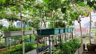 Doanh nhân Sài Gòn trồng cả vườn rau như trang trại và hồ sen trên sân thượng rộng 300m² 