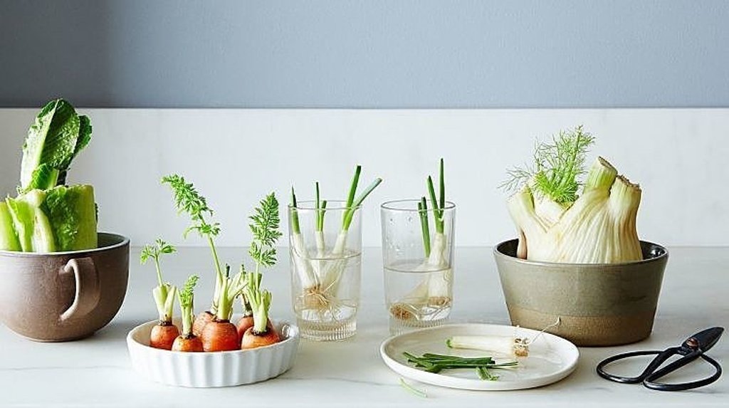 Khéo lựa chọn rau củ tái chế, bạn sẽ có khu vườn tuyệt đẹp trong nhà và thực phẩm sạch để thưởng thức.