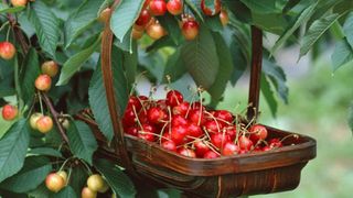 Ca sĩ Bằng Kiều chia sẻ hài hước việc trồng cherry cả năm ra 2 quả, dẫu biết trồng loại quả này khó nhưng vẫn có cách cho năng suất cao nếu chị em muốn thử sức