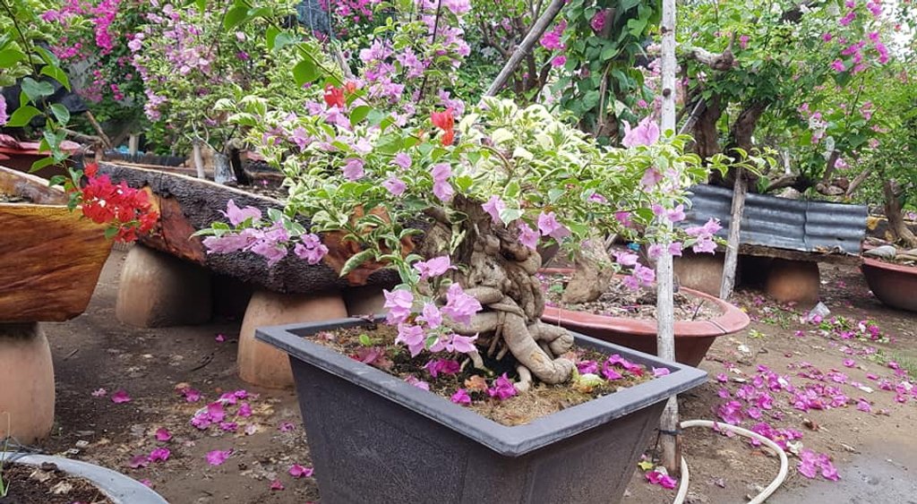 Đây là một gốc bonsai hoa giấy cẩm thạch được rao bán nhanh chóng nhận được sự quan tâm của đông đảo của cư dân mạng. Phần gốc cây to, được chủ nhân cắt ghép, tạo thế rất cầu kì. (Ảnh cây cảnh Minh Trung)