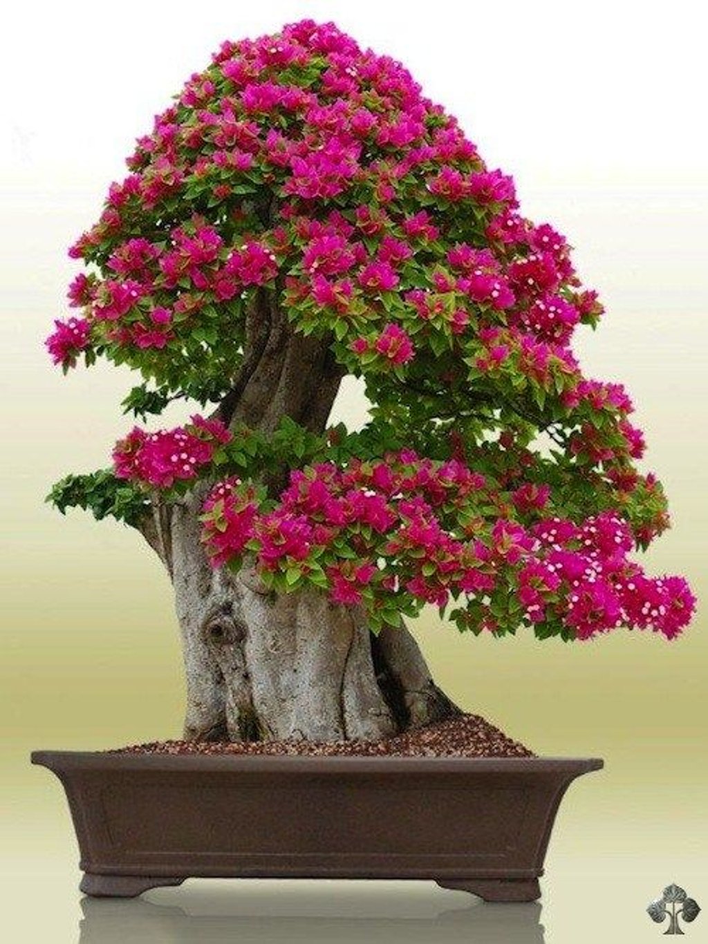 Những chậu bonsai hoa giấy với phần gốc 
