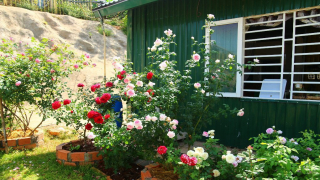 Ngôi nhà nhỏ nằm giữa vườn hoa hồng đầy nắng và ngát hương thơm của chàng trai Lâm Đồng