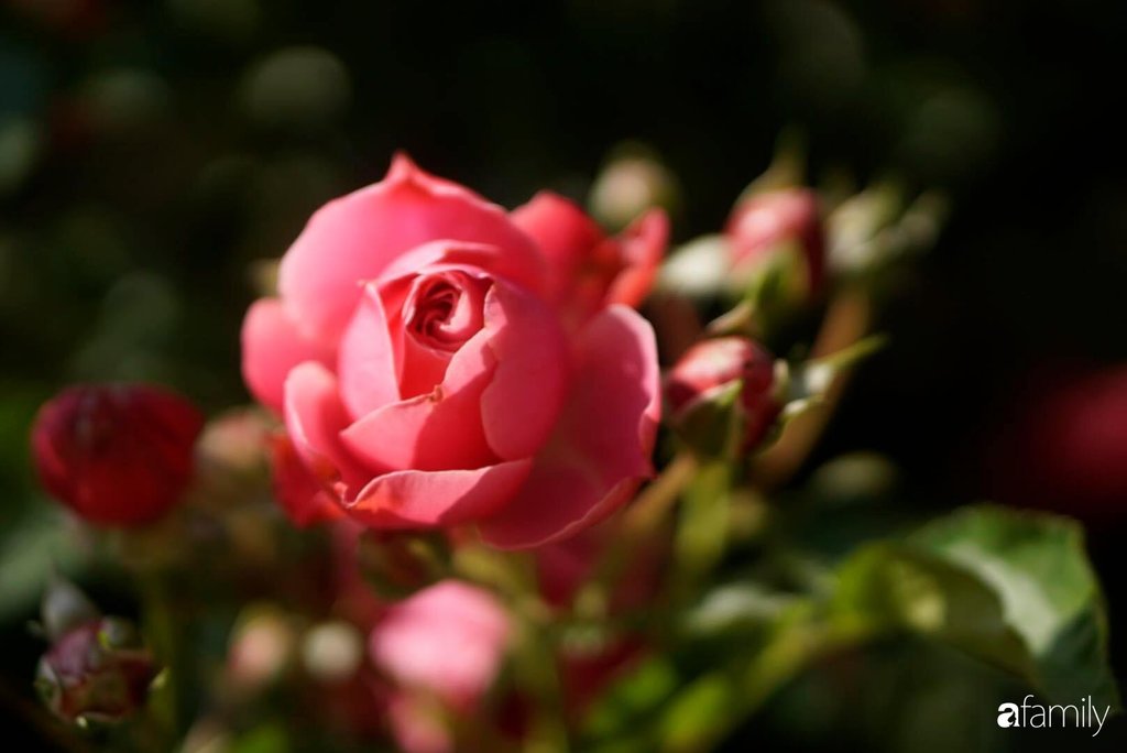 Hoa hồng đẹp rực rỡ trong nắng.