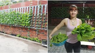 Không có đất trồng rau, mẹ đảm ở Sài Gòn vẫn tạo ra được vườn rau sạch trên tường nhờ tận dụng ống nhựa bỏ đi