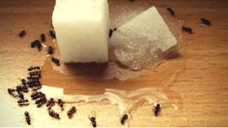 Bí kíp đuổi ruồi, muỗi, kiến, gián hiệu quả an toàn cho sức khỏe