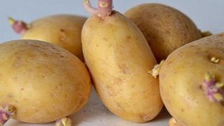 Khoai tây mọc mầm có ăn được không? Cách phòng tránh ngộ độc và bảo quản khoai tây