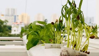 Ngắm vườn rau và nấm sạch cho chính tay MC Đại Nghĩa tự trồng trên sân thượng nhà mình ở quận 7, TP HCM