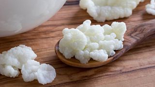 Nấm sữa Kefir - nấm sữa Tây Tạng là gì? Công dụng và cách nuôi nấm Kefir sữa chua