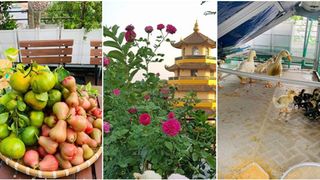 Sài Gòn: Mẹ đảm xây dựng cả một " trang trại trên không", đủ cả rau sạch, gà sạch đến hoa đẹp trên sân thượng của gia đình 
