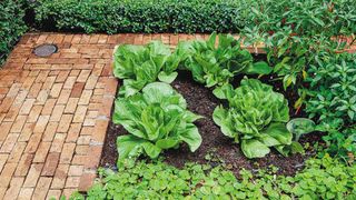 3 cách thiết thực giúp bạn tạo vườn rau xanh sạch trong nhà phố chật hẹp