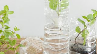 Cắt rau gia vị bỏ trong chai nhựa, cách làm đơn giản, dễ trồng nhưng thu hoạch rau nhiều bất ngờ