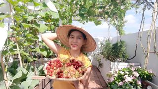 Cô gái trẻ Sài Gòn chia sẻ kinh nghiệm trồng nho trên sân thượng thu hoạch mỏi tay không hết quả