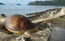 Đây là vùng ngắm rùa biển đẹp nhất ở Việt Nam được báo chí nước ngoài khen ngợi không ngớt, khung cảnh mãn nhãn khiến ai nấy háo hức muốn xách vali lên và đi