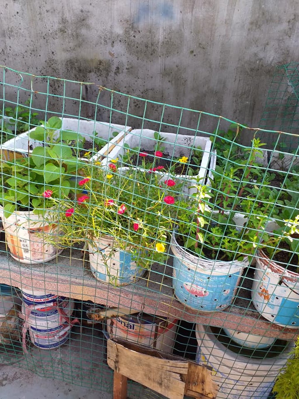 Đây là khoảng sân nhỏ được chị H.T tận dụng để trồng rau, trồng hoa. Sợ chó mèo vào phá, chị đã chăng lưới sắt rất cẩn thận.