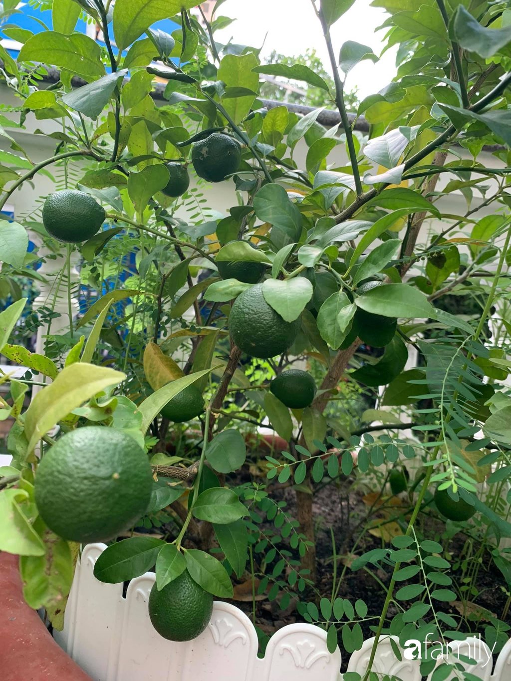 Chị Linh ưu tiên trồng cây ăn quả trên sân thượng.