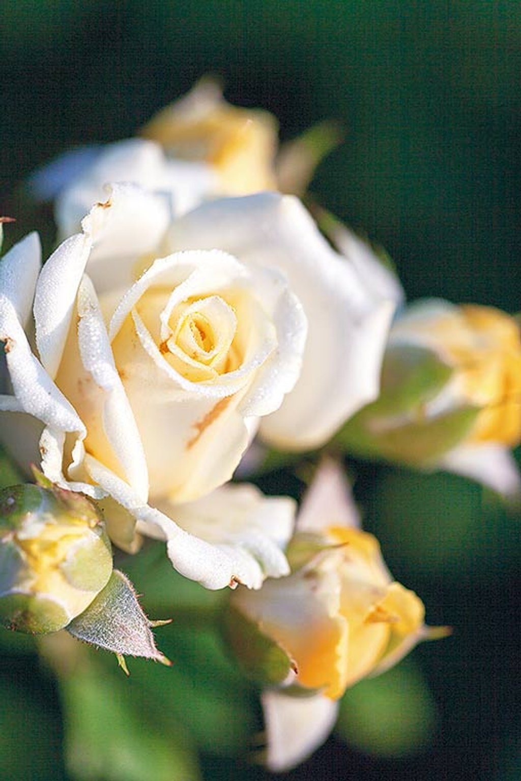Vẻ đẹp của hoa hồng trong nắng chiều.