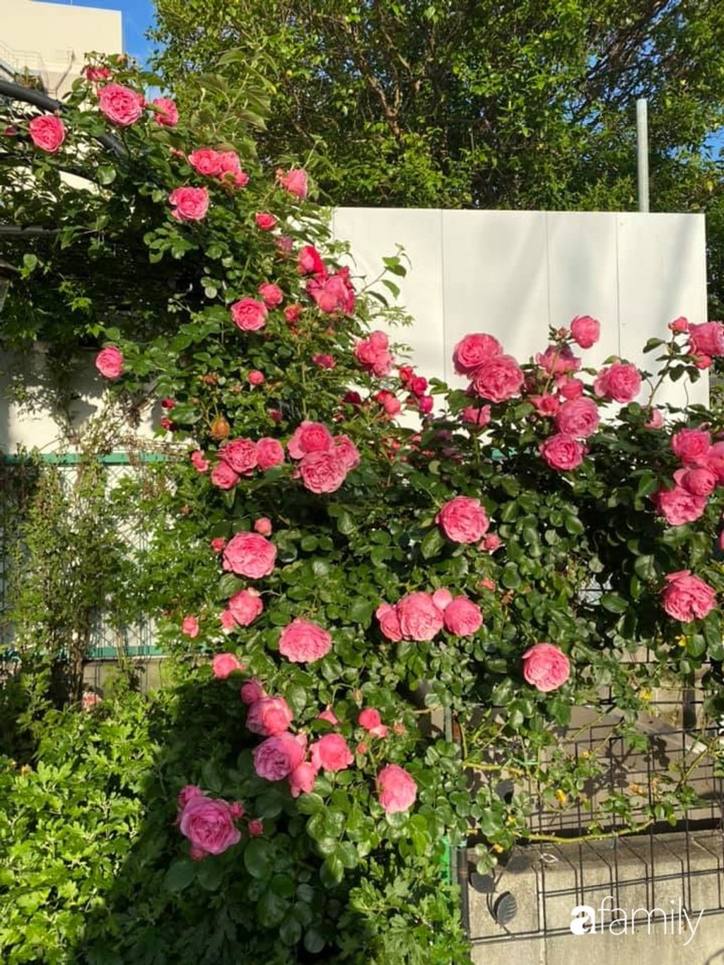 Vườn hồng khoe sắc của chị Thanh Xuân.
