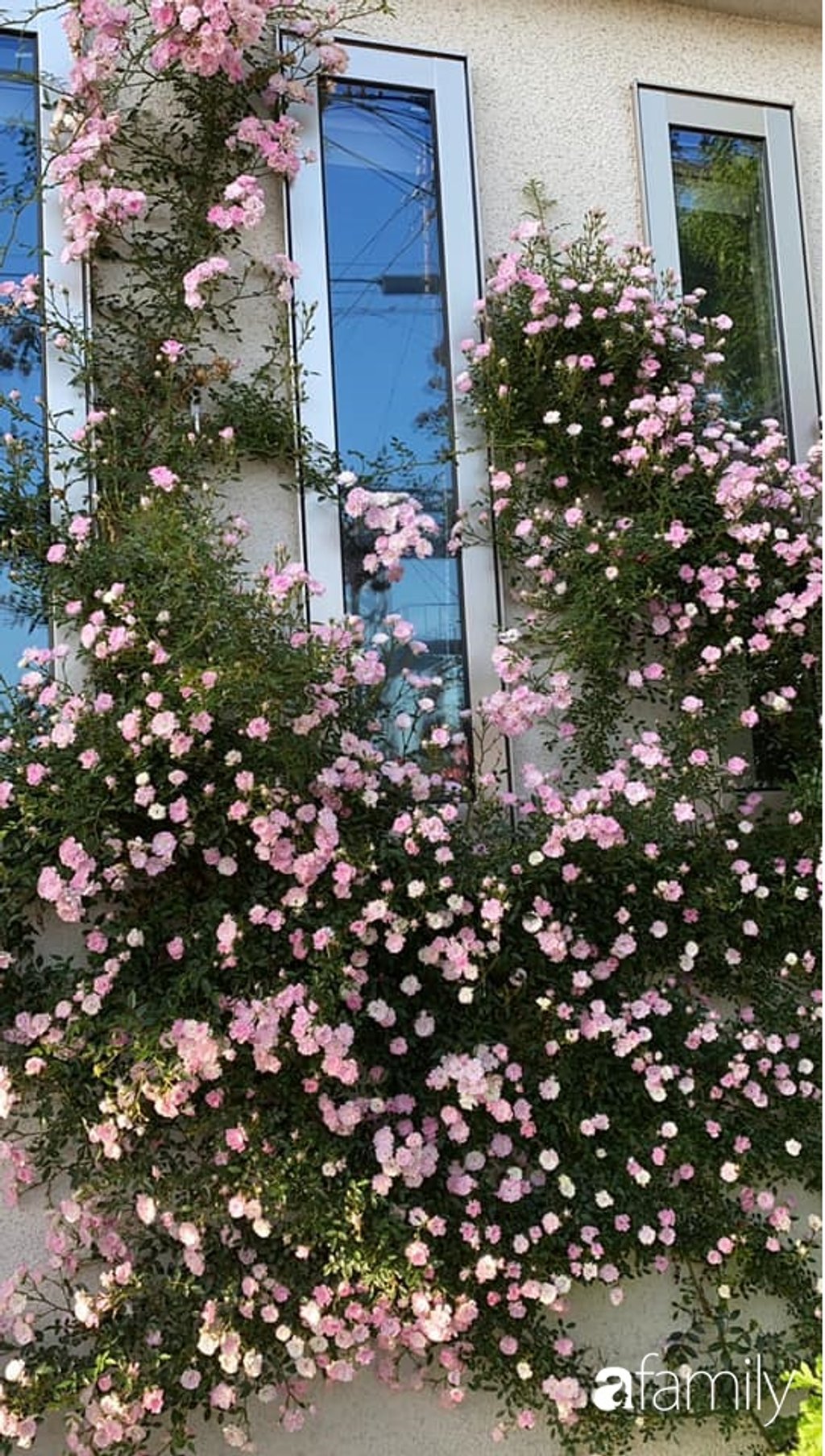 Vườn hồng nhà chị Thanh Xuân cũng khá đa dạng với nhiều loại khác nhau.