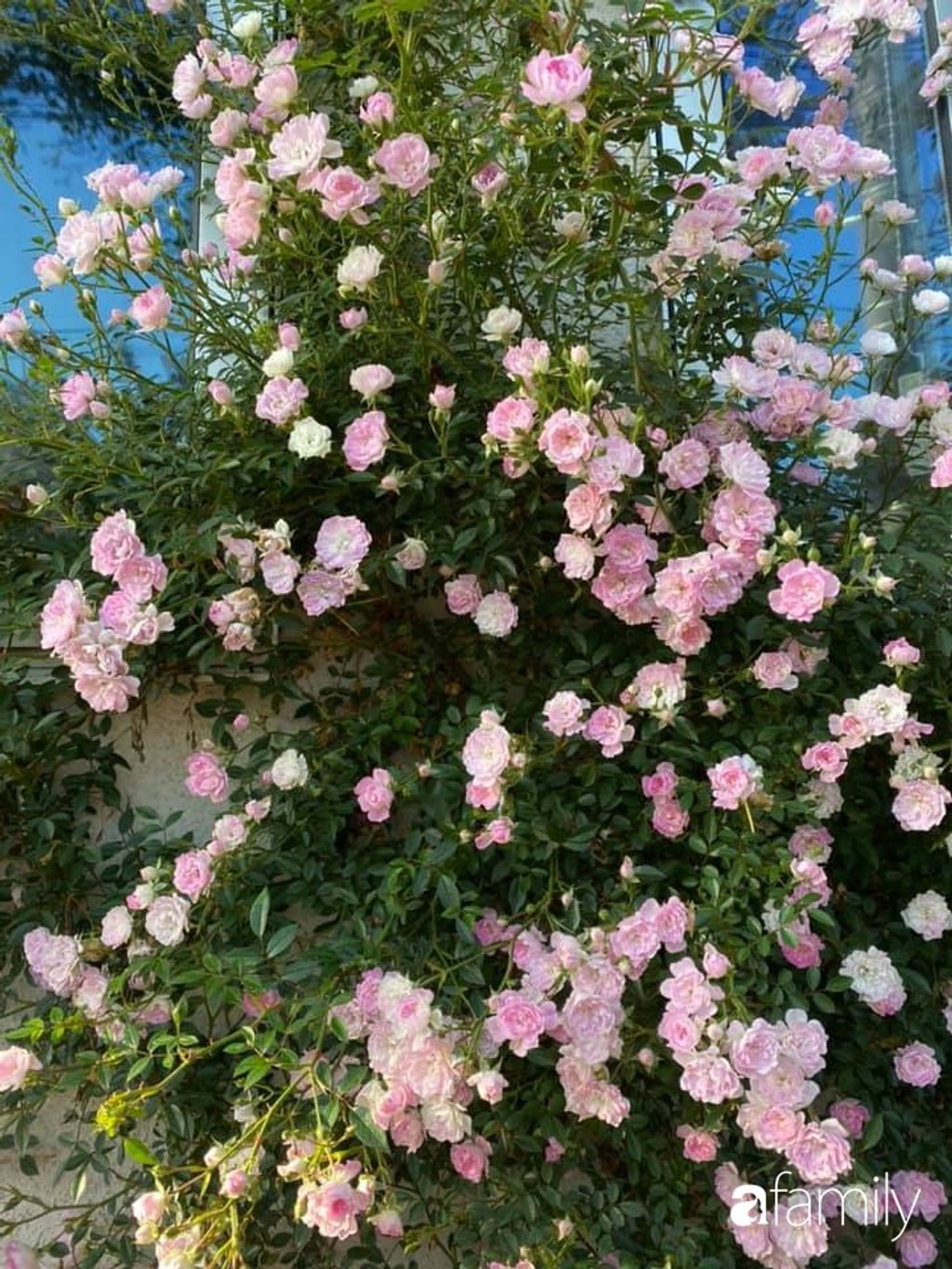 Vườn hồng nhà chị Thanh Xuân cũng khá đa dạng với nhiều loại khác nhau.