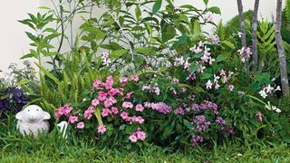 Ngắm vườn hoa nhỏ của người phụ nữ trung niên có mong muốn gắn bó với mảnh vườn nhà mình suốt quãng đời còn lại