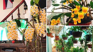 Ngôi nhà ở Thái Bình với ban công được trồng tới 100 giò phong lan khoe sắc 4 mùa khiến hàng xóm đi qua ai cũng ngẩn ngơ
