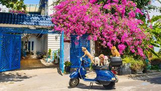 Khu vườn trước nhà xanh mát bóng cây và hoa của anh chàng Sài Gòn dành cả thanh xuân để chăm sóc thú cưng