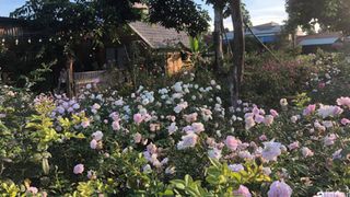 Khu vườn hoa hồng đẹp như cổ tích mà người chồng ngày đêm chăm sóc để tặng vợ con ở Vũng Tàu