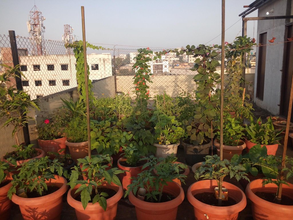 Chị Suzanne Fernandes ưu tiên trồng cà chua và các loại củ vì sân thượng khá rộng.