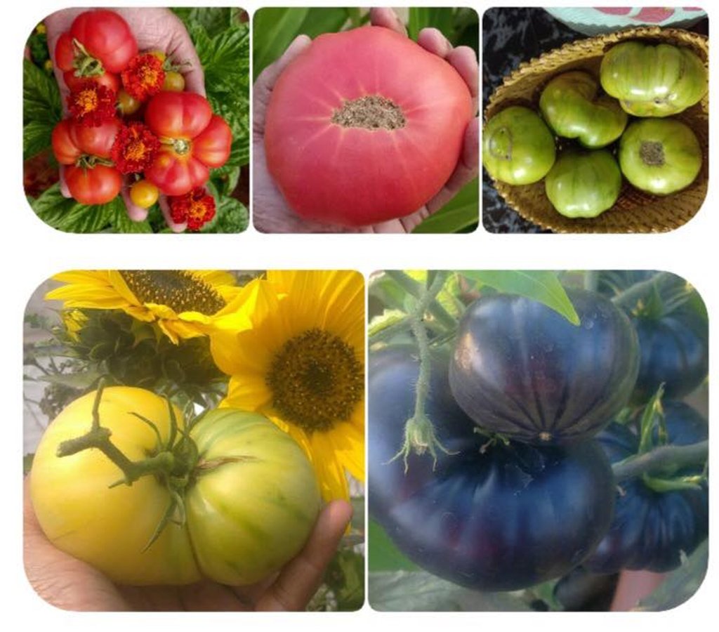 Chị Suzanne Fernandes ưu tiên trồng cà chua và các loại củ vì sân thượng khá rộng.