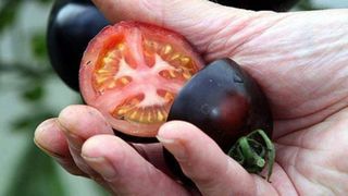Hướng dẫn bạn cách tự trồng cà chua cherry với vỏ màu đen bóng đẹp hút mắt