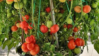 Ông bố Việt đảm đang chia sẻ kinh nghiệm trồng 2 cây cà chua trên sân  thượng thu hoạch hơn 30kg