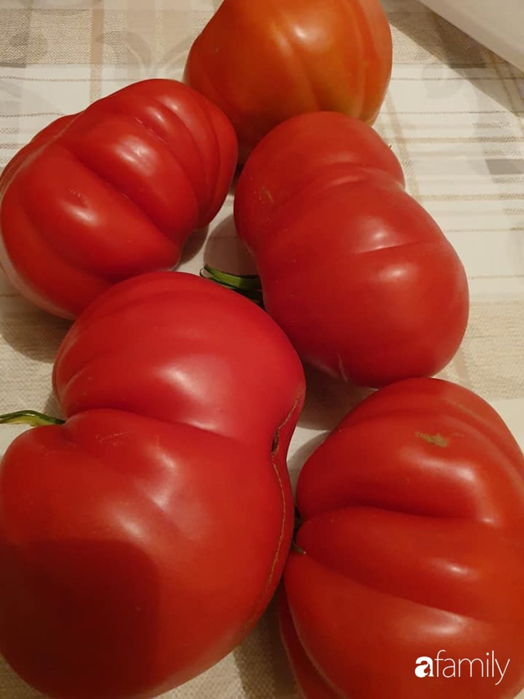 Năm nay anh Duy An trồng thêm cà chua gồm cà chua quả to (cà chua thịt) và vài cây cà chua bi.