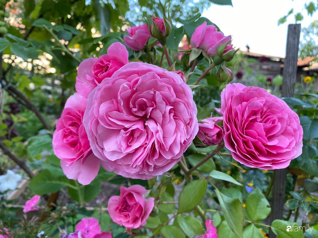 Hoa hồng và cẩm tú cầu.