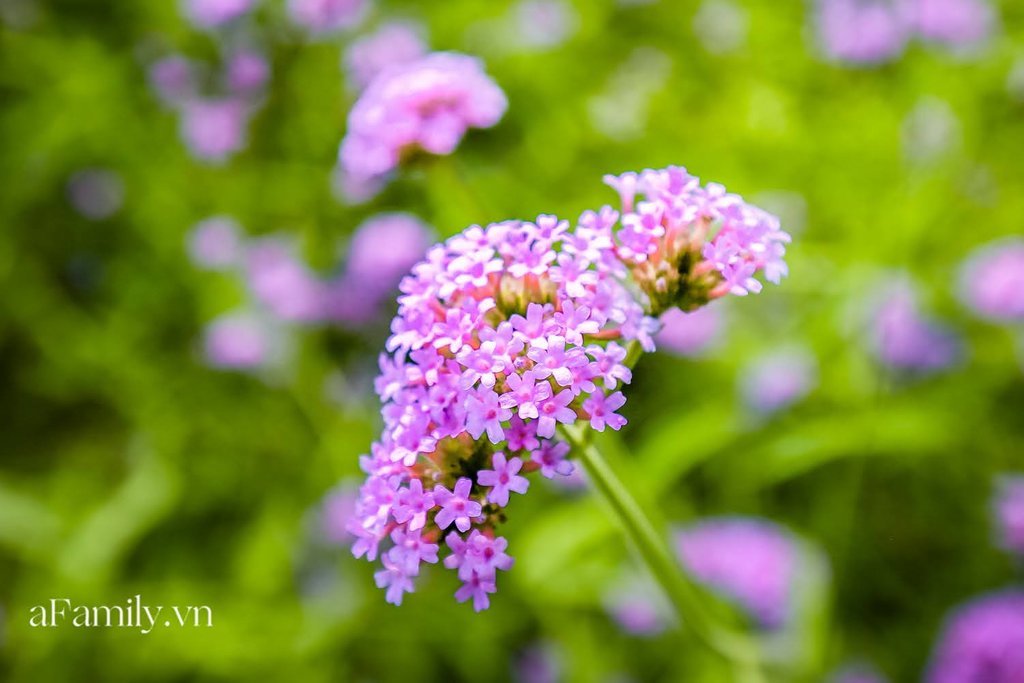 Hoa oải hương thảo là một họ của hoa oải hương có nguồn gốc từ Pháp, cũng có màu tím và mọc thấp ngang thân người