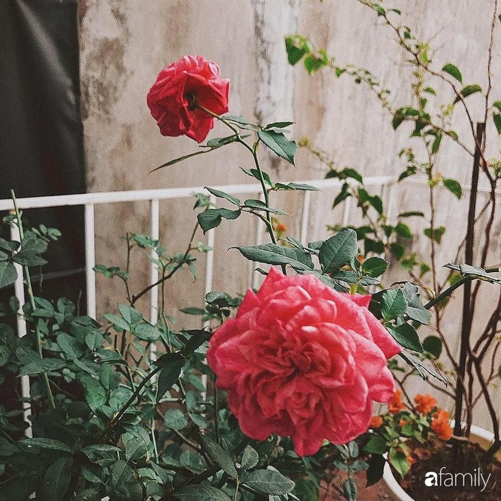 Những chậu hoa hồng, hoa nhài, cây cà chua,... tươi tốt trong vườn.