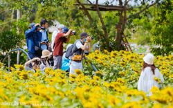 Mới tháng 9, cánh đồng hoa hướng dương và đầm sen ngay trong Sài Gòn đã nở cực rộ đẹp như Tết, tốn có 40.000 đồng được ngắm cả ngày trời!