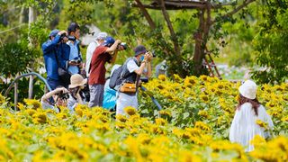Mới tháng 9, cánh đồng hoa hướng dương và đầm sen ngay trong Sài Gòn đã nở cực rộ đẹp như Tết, tốn có 40.000 đồng được ngắm cả ngày trời!