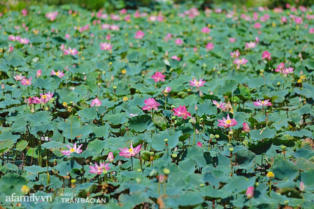 Bạn có tin 2 vườn hoa cực đẹp này lại ở giữa Sài Gòn không?