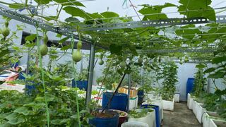 Tận dụng sân thượng chung cư, nữ giám đốc ở Hà Nội đã trồng được một vườn rau đủ loại rau quả sạch với 8 triệu tiền đầu tư