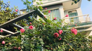 Vườn hoa hồng trước ngõ khoe sắc hương rực rỡ đẹp như một bài thơ ở Hạ Long
