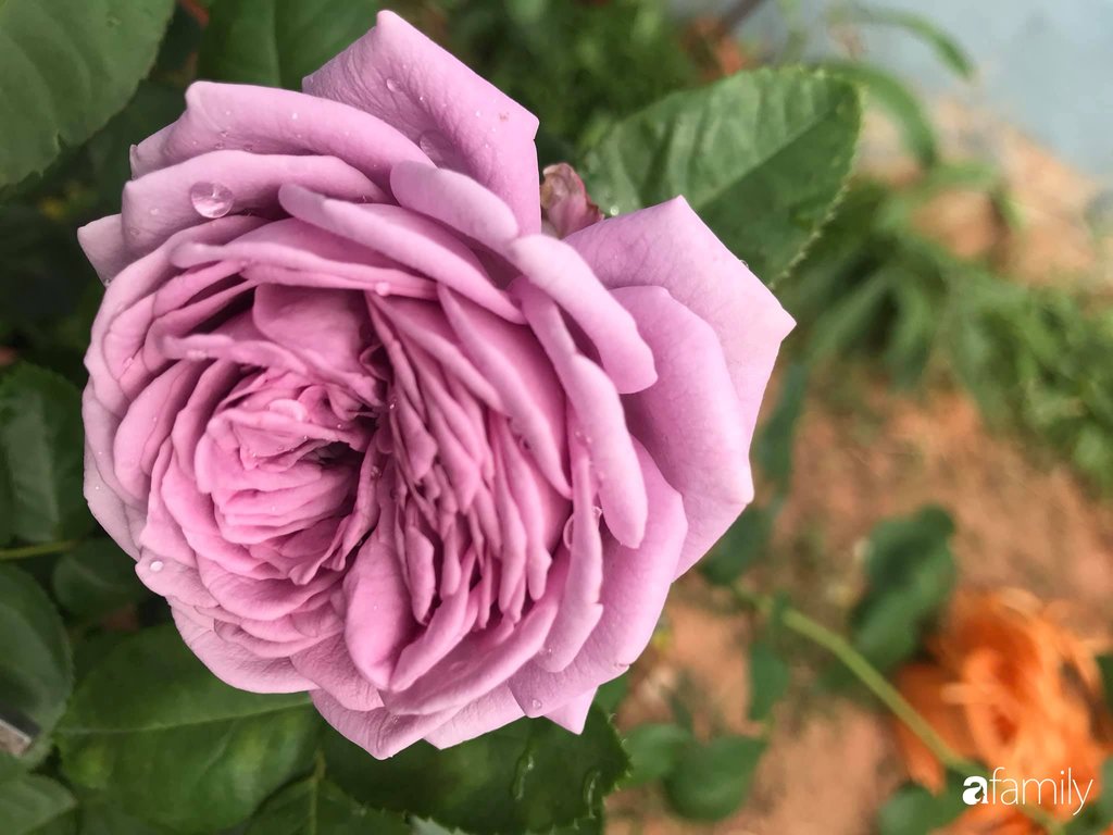 Hoa hồng rực rỡ, khoe sắc hương khắp vườn.
