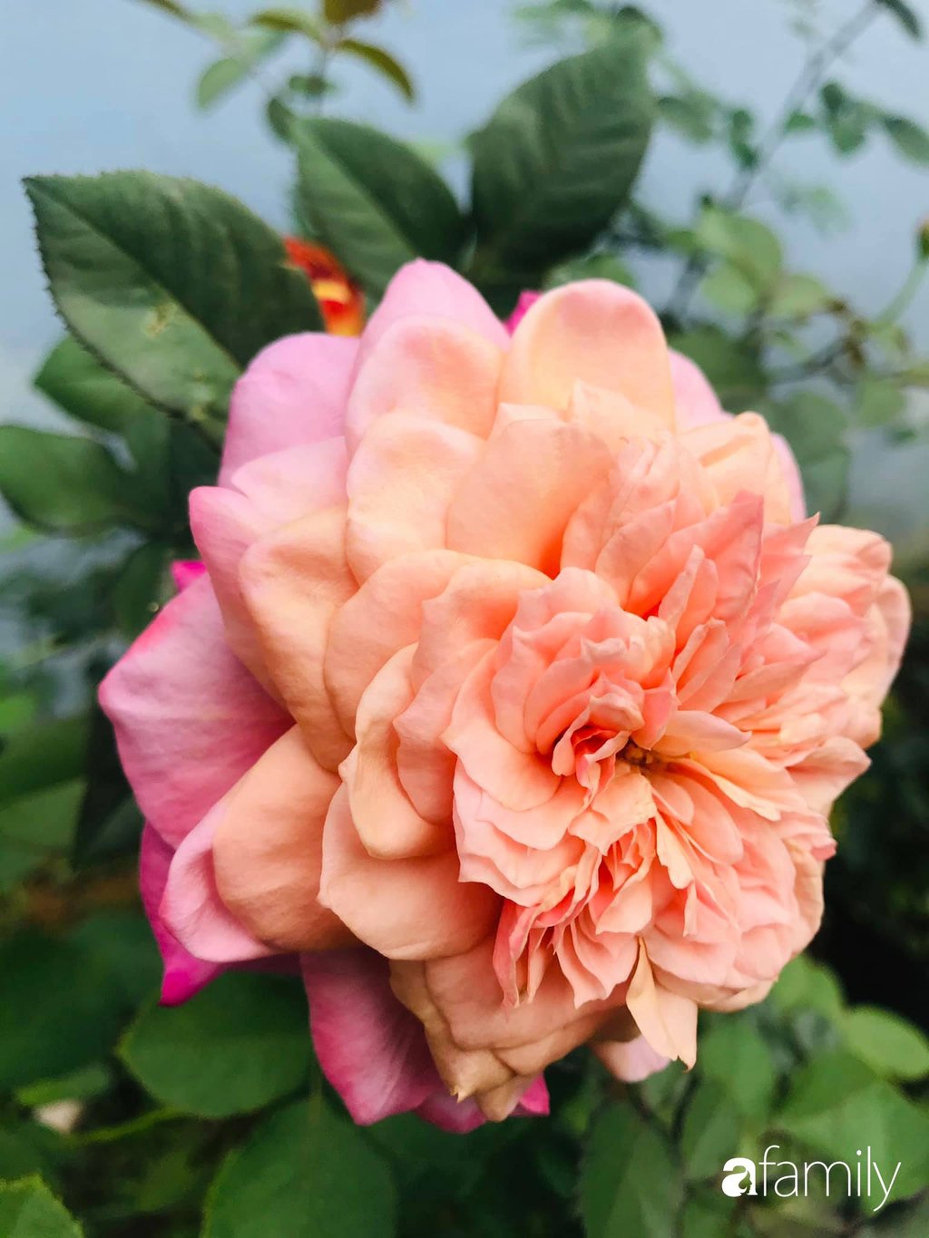 Hoa hồng rực rỡ, khoe sắc hương khắp vườn.