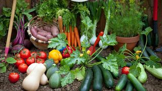 12 loại rau bạn nên trồng trong tháng 11