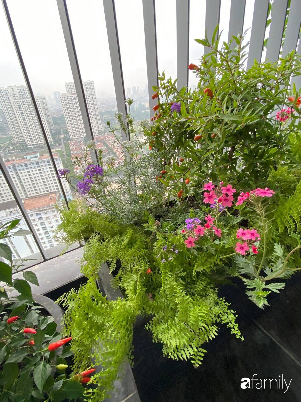 Chị Nhung chăm chút cho từng gốc cây, chậu hoa giúp hai khoảng ban công chính luôn là nơi được các thành viên yêu thích, ngắm nhìn thiên nhiên từ trên tầng cao.