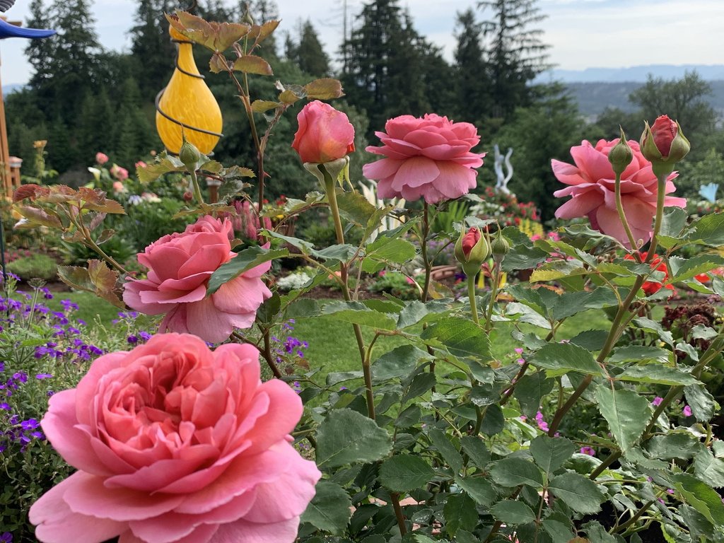 Khu vườn được anh trồng nhiều nhất là hoa hồng.