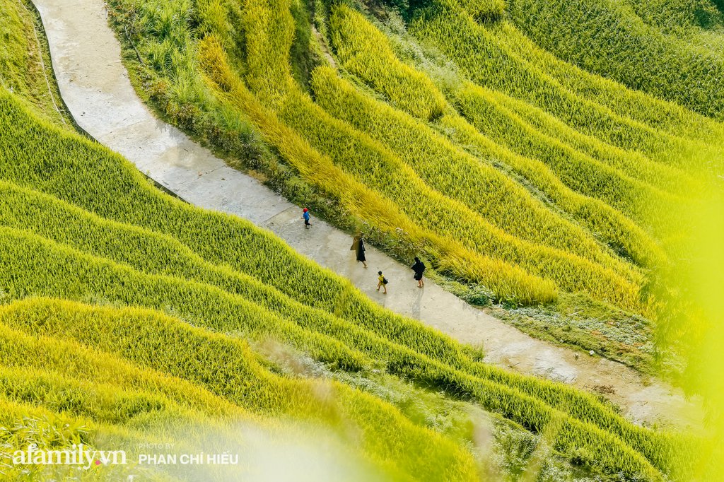 Mùa vàng nơi đây đem lại nhiều ấn tượng bởi những ruộng bậc thang cao nhất Việt Nam.