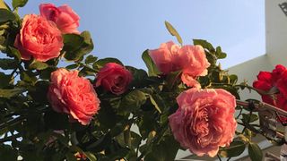 Sân thượng hoa hồng rực rỡ khoe sắc những ngày chớm thu của bà mẹ đảm ở Sài Gòn