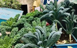Cách trồng cải xoăn Kale tốt tươi ngập tràn sân thượng của nữ bác sĩ ở Quảng Ninh