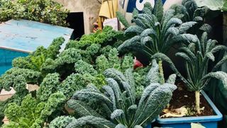 Cách trồng cải xoăn Kale tốt tươi ngập tràn sân thượng của nữ bác sĩ ở Quảng Ninh